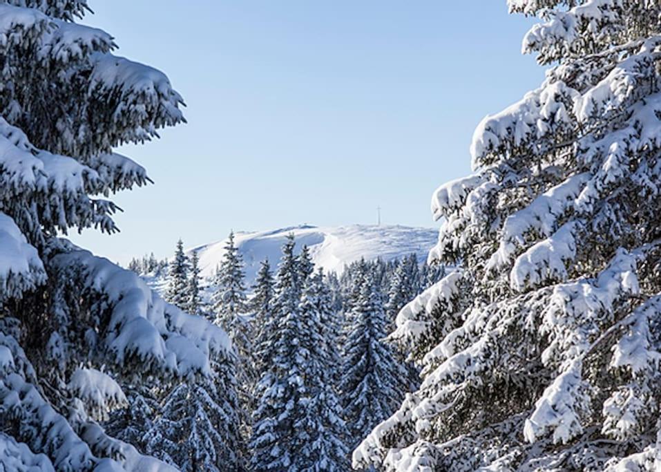 Ferienwohnung Lotti + Hochschwarzwald Card Titisee-Neustadt Esterno foto