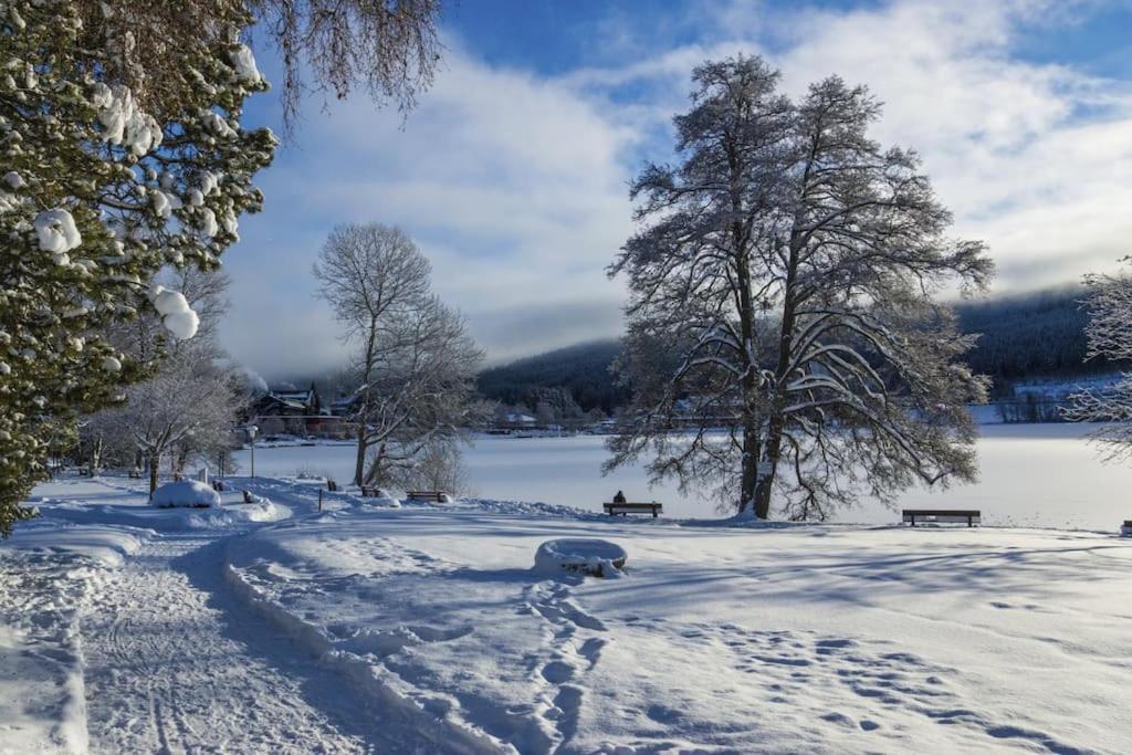 Ferienwohnung Lotti + Hochschwarzwald Card Titisee-Neustadt Esterno foto